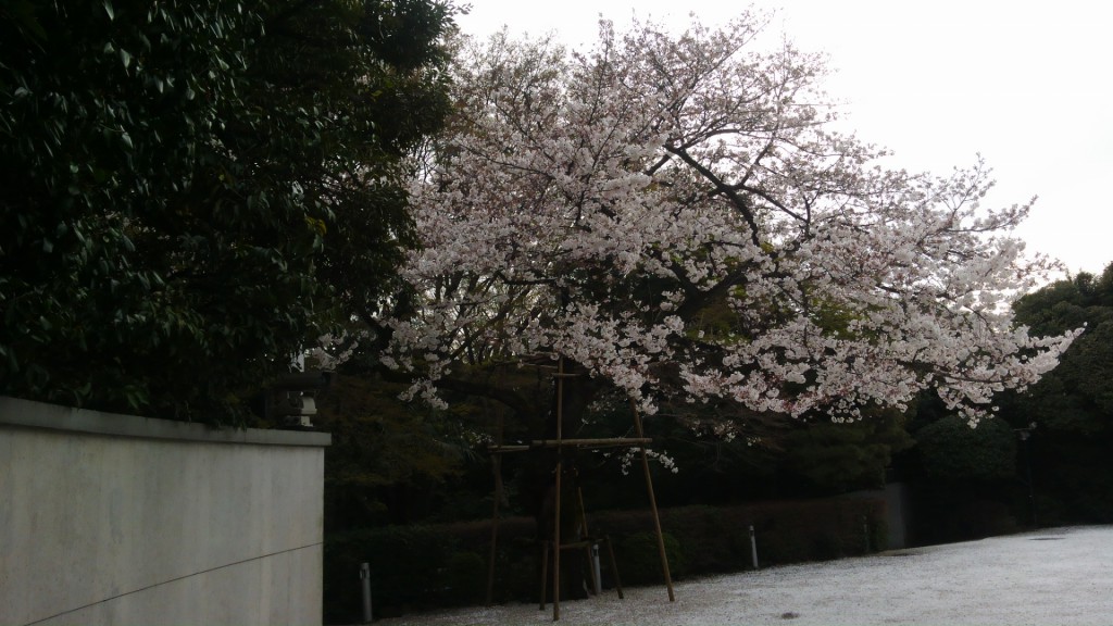 大使館の桜